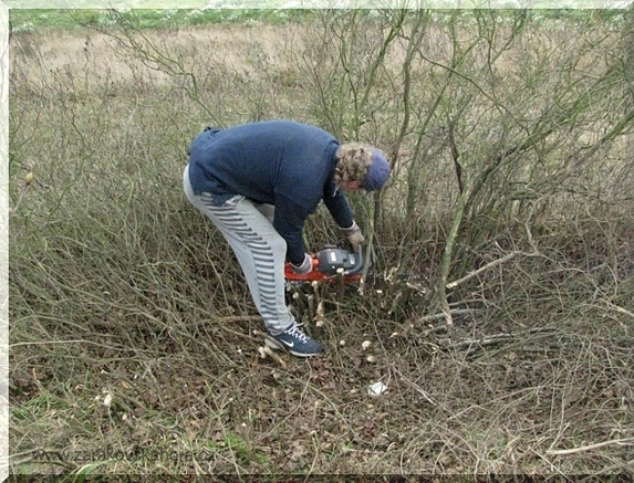 Výřez křovin