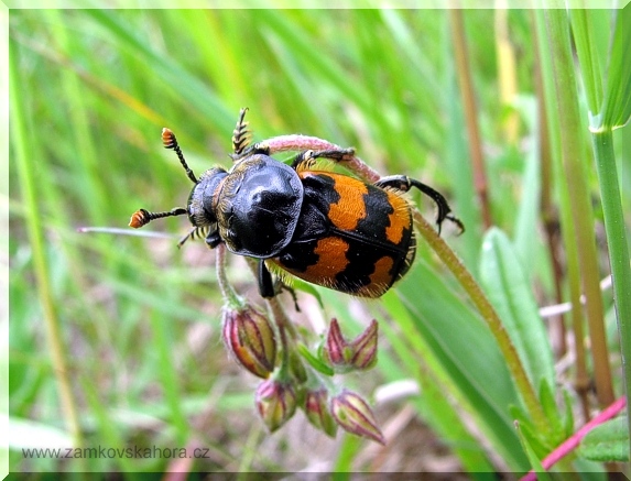 Hrobařík obecný (Necrophorus vespillo)