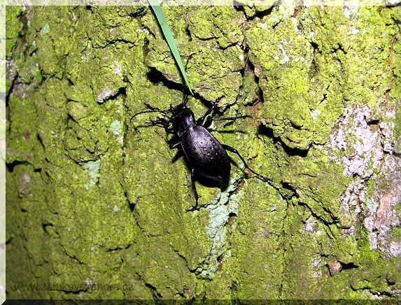 Střevlík zahradní (Carabus hortensis)