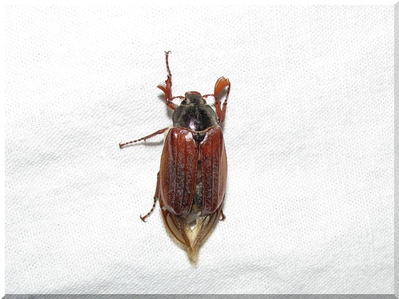 Chroust obecný (Melolontha melolontha)