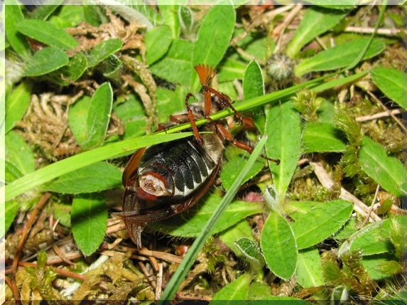 Chroust obecný (Melolontha melolontha)