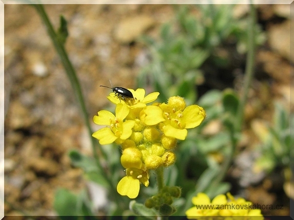 Dřepčík rodu Phyllotreta