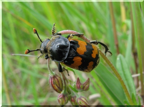 Hrobařík obecný (Nicrophorus vespillo)