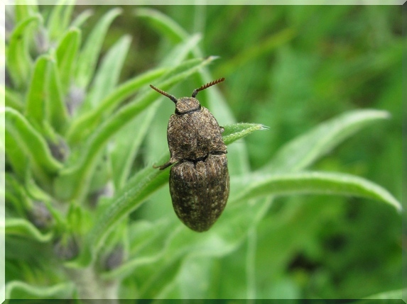 Kovařík šedý (Agrypnus murinus)