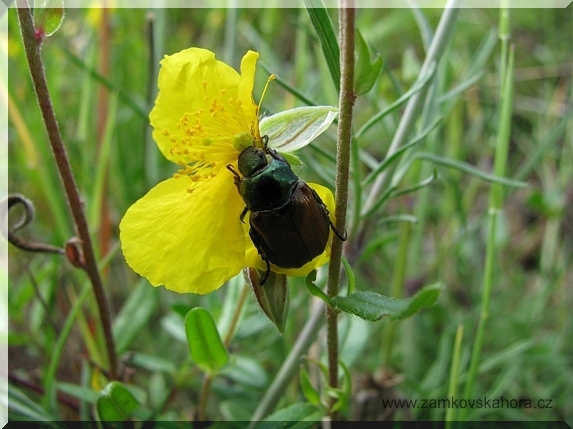 Listokaz zahradni (Phylopertha horticola)