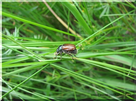 Listokaz zahradni (Phylopertha horticola)