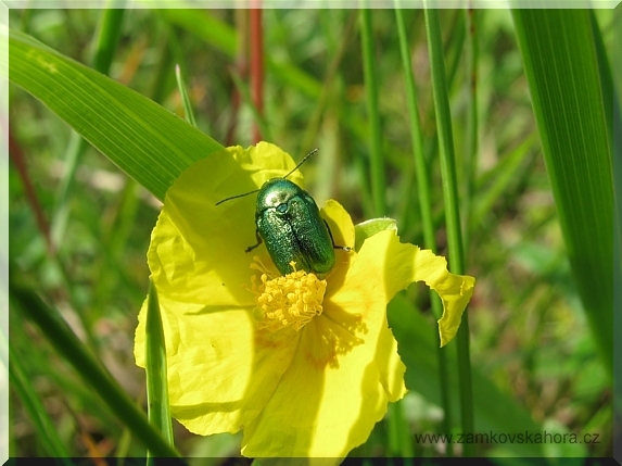 Mandelinka - krytohlav rodu Cryptocephalus
