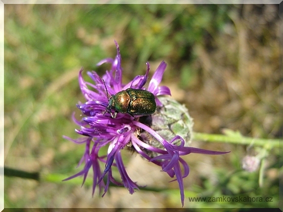 Mandelinka - krytohlav rodu Cryptocephalus