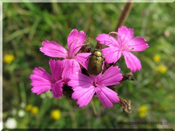Mandelinka - krytohlav rodu Cryptocephalus