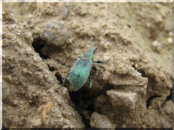 Nosatec - listohlod (Phyllobius maculicornis)