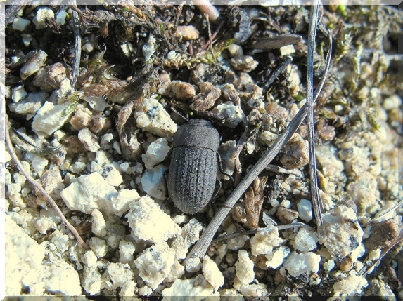 Potemník písečný (Opatrum sabulosum)