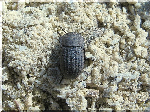 Potemník písečný (Opatrum sabulosum)