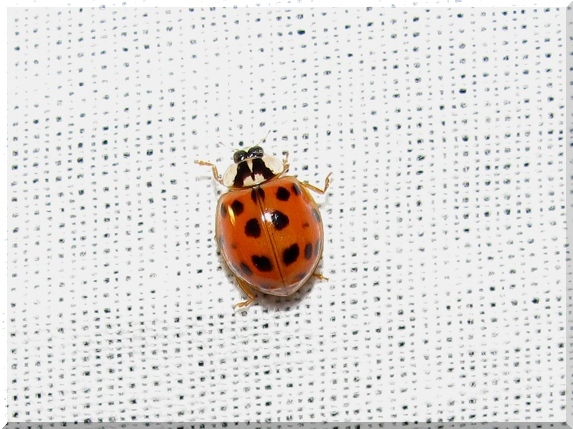 Slunéčko asijské (Harmonia axyridis)