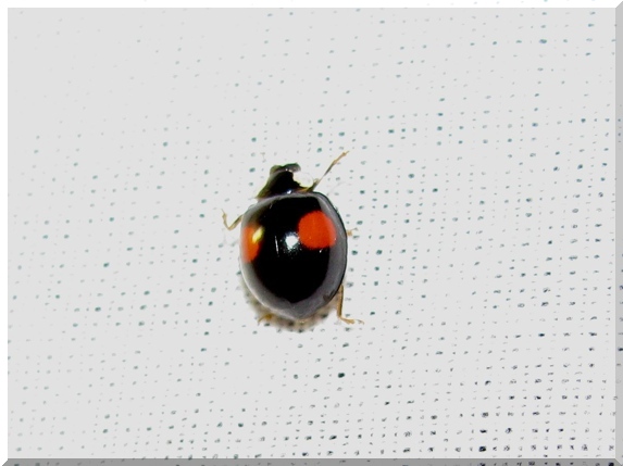 Slunéčko asijské (Harmonia axyridis)