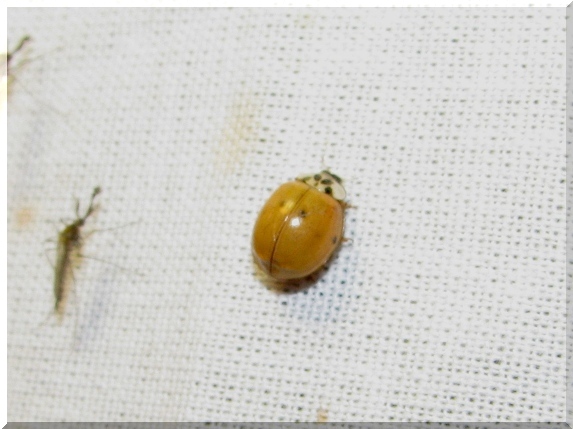 Slunéčko asijské (Harmonia axyridis)