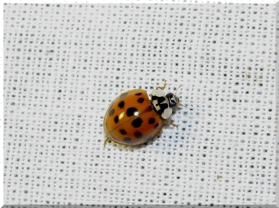 Slunéčko asijské (Harmonia axyridis)