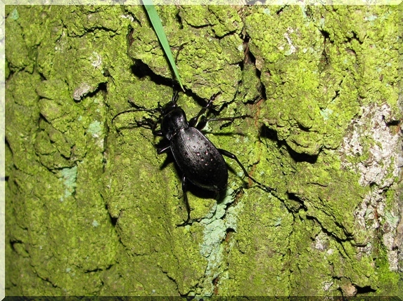 Střevlík zahradní (Carabus hortensis)