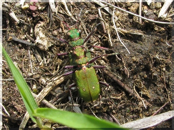 Svižníci polní (Cicindella campestris)