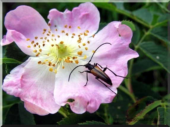 Tesařík černošpičký (Strangalia melanura)