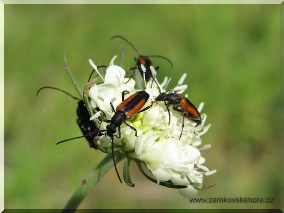 Tesaříci černošpičtí (Strangalia melanura)