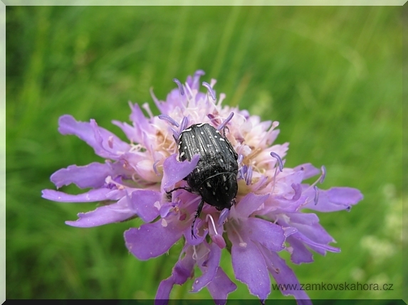 Zlatohlávek tmavý (Oxythyrea funesta)
