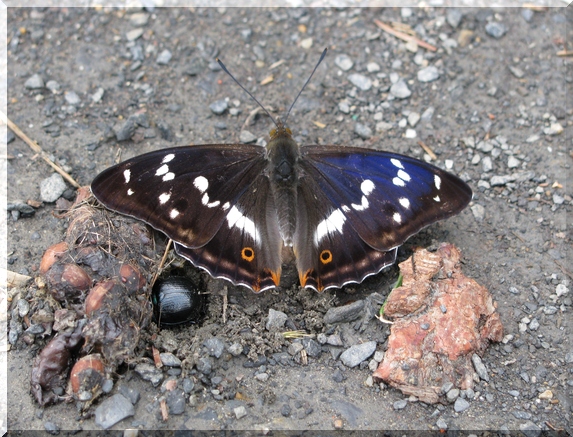 Batolec duhový (Apatura iris), ilustrační foto, na lokalitě pozorován 3.7.2010, potok s olšinami 200 m