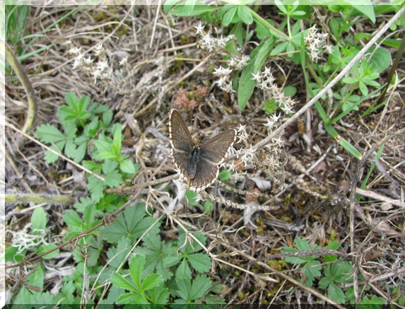Samice modráska vikvicového 4.8.2010
