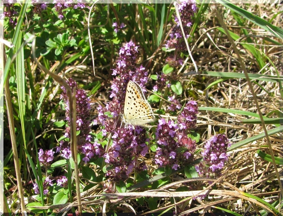 Ohniváček černoskvrnný (Lycaena tityrus), foto na lokalitě 1.8.2010