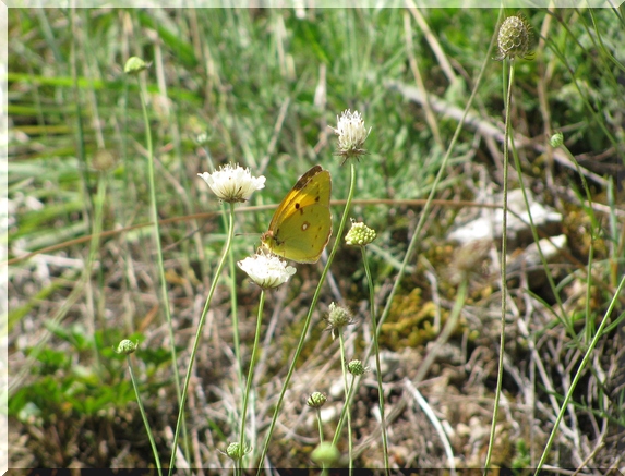Žluťásek čilimníkový (Colias crocea), 4.8.2010