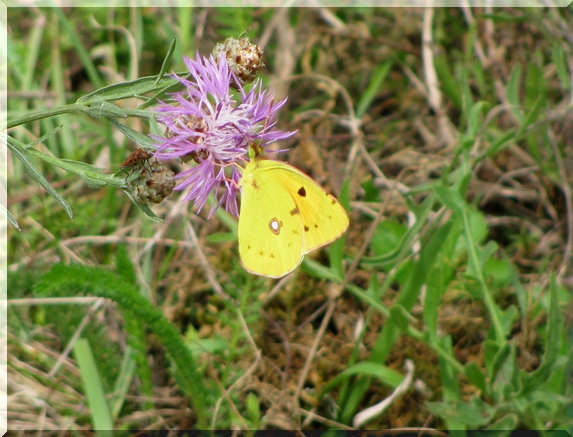 Žluťásek čilimníkový (Colias crocea), 2.8.2010