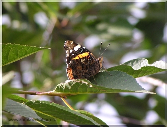 Babočka admirál (Vanessa atalanta), 12.8.2007