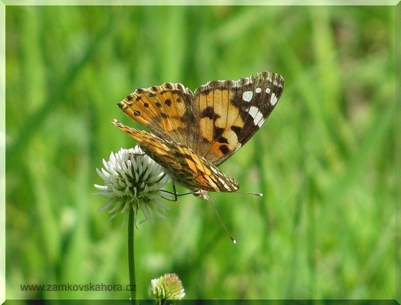Babočka bodláková (Vanessa cardui), 24.5.2009