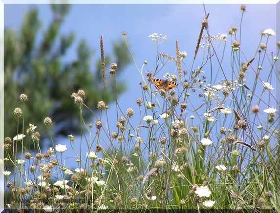 Babočka kopřivová (Aglias urticae) na stráni s hlaváčem žlutavým, 5.8.2007