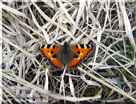Babočka kopřivová (Aglais urticae), 14.3.2009