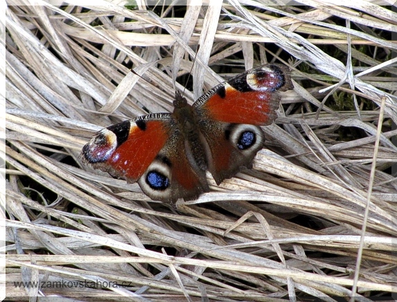 Babočka paví oko (Inachis io), 7.4.2010