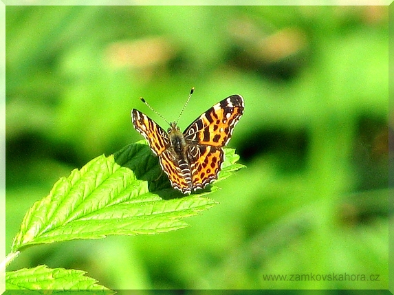 Babočka síťkovaná - jarní forma (Araschnia levana), 9.5.2009