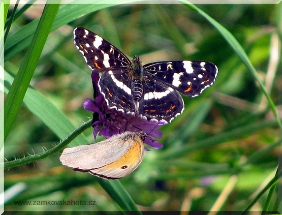 Babočka síťkovaná - letní forma (Araschnia levana) společně s okáčem lučním, 24.7.2009