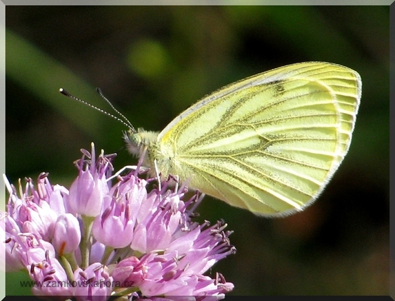 Bělásek řepkový (Pieris napi), 16.8.2009