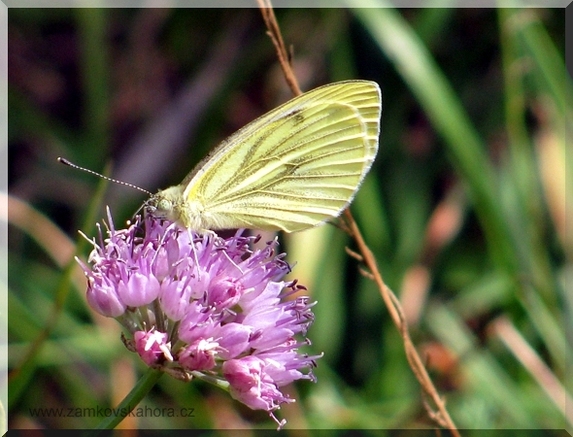 Bělásek řepkový (Pieris napi), 16.8.2009