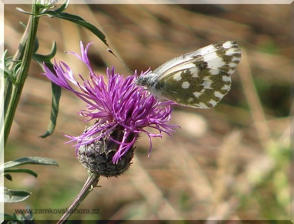 Bělásek rezedkový (Pontia daplidice), 19.9.2009
