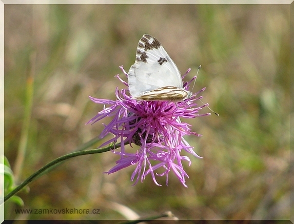 Bělásek rezedkový (Pontia daplidice), 19.9.2009