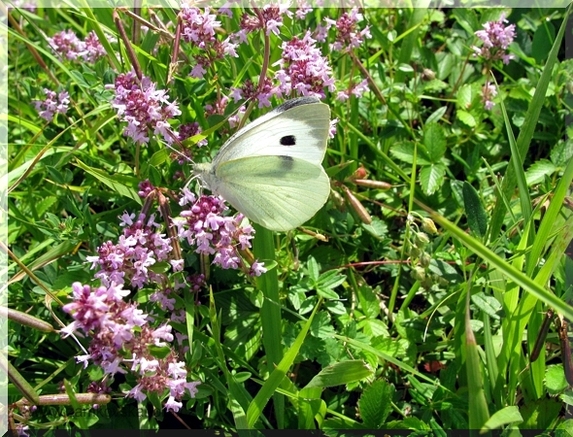 Bělásek zelný (Pieris brassicae), 29.7.2009