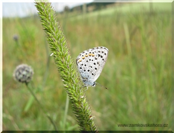 Modrásek černočárný, 20.6.2009
