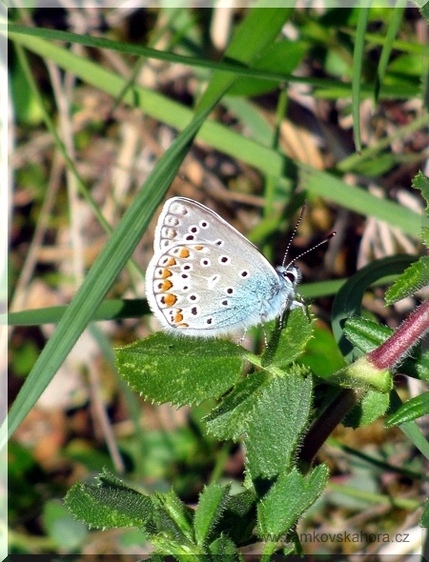 Modrásek jehlicový (Polyommatus icarus)