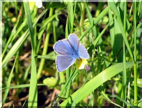 Modrásek jehlicový (Polyommatus icarus), 17.5.2009