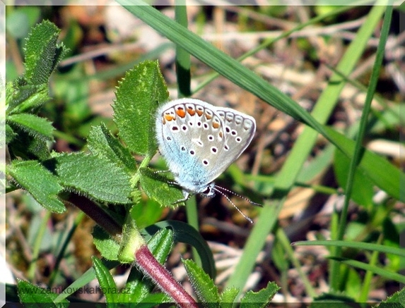 Modrásek jehlicový (Polyommatus icarus), 23.5.2009