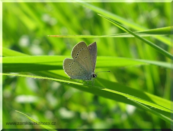 Modrásek nejmenší (Cupido minimus), 25.6.2009
