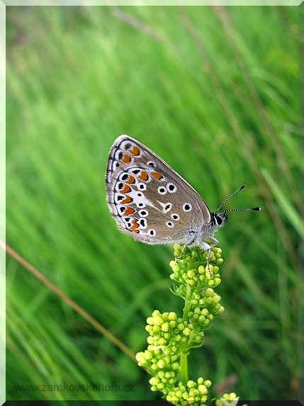 Modrásek tmavohnědý (Aricia agestis)