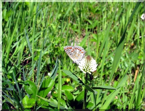 Modrásek tmavohnědý (Aricia agestis)