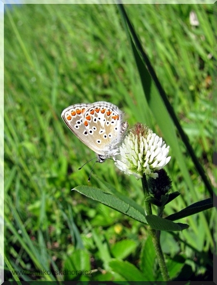 Modrásek tmavohnědý (Aricia agestis), 17.5.2009